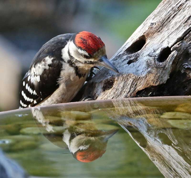 WILDLIFE