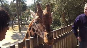 zoo Palmeyre